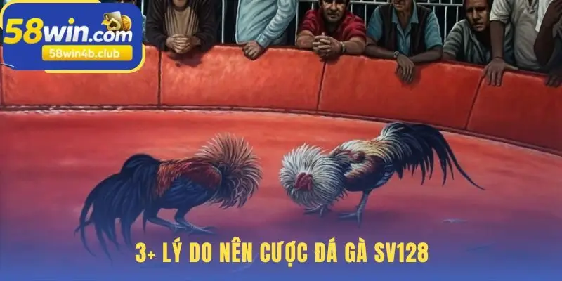 Cược đá gà SV128 với những đặc quyền giải trí vượt trội