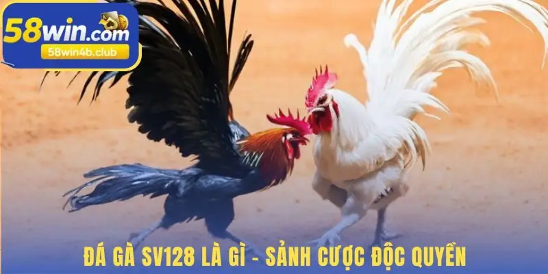 Đá gà SV128 phát trực tiếp từ các trường đấu hợp pháp